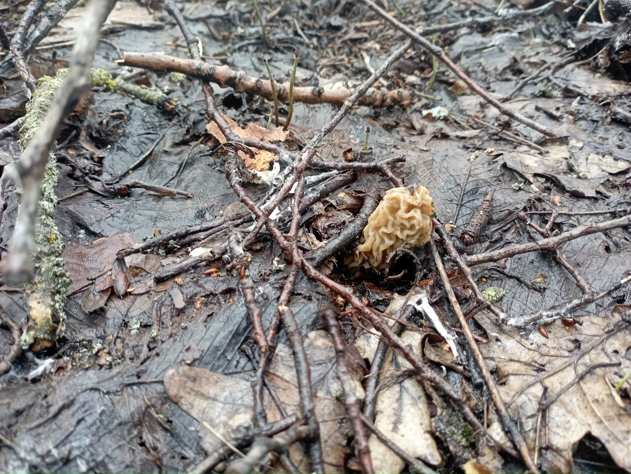 В саратовских лесах к выходным ожидаются урожаи грибов